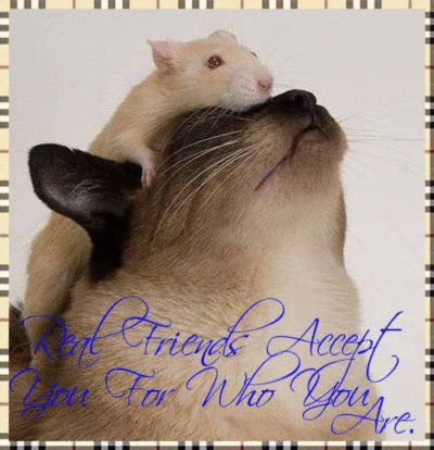 Cat & Mouse- Real Friends ..