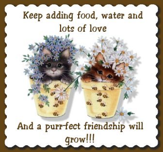 Friendship - kittens