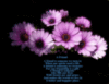 purplr flowers