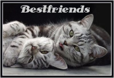 Bestfriends two cats