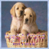 two puppies in a basket
