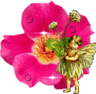 FAIRY WITH PINK ROSE