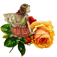 Fairy-rose