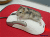 Hot Mouse