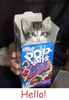 Hello Pop Tarts
