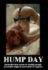 myspace hump day